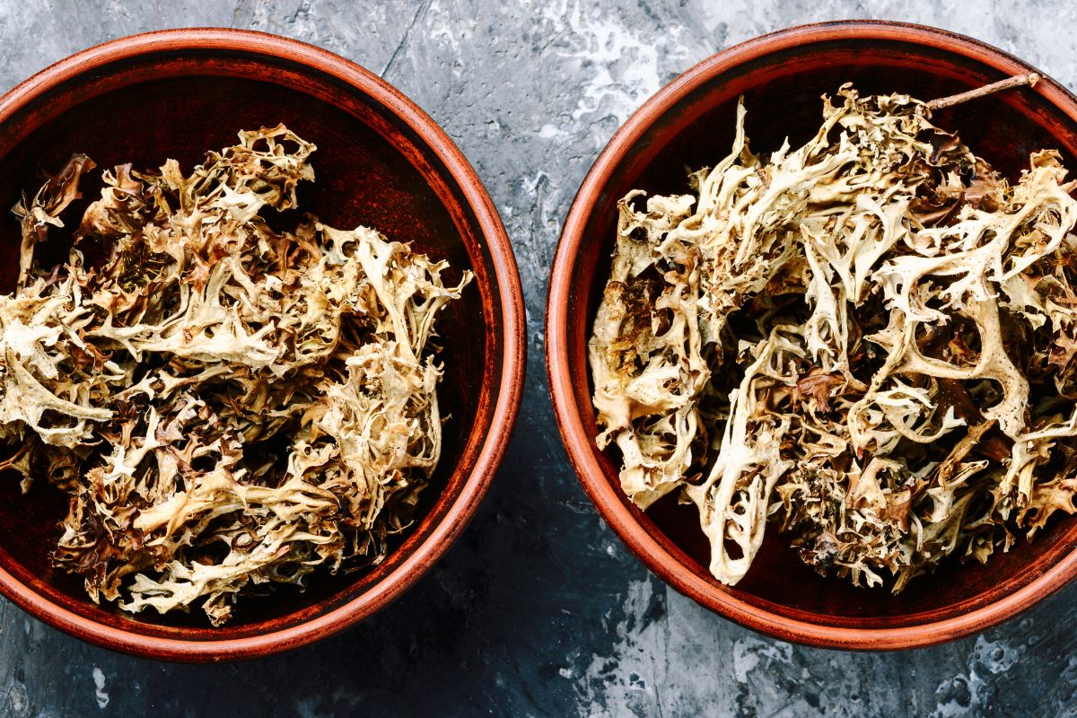 ekstrakt z porostów islandzkich